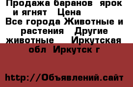 Продажа баранов, ярок и ягнят › Цена ­ 3 500 - Все города Животные и растения » Другие животные   . Иркутская обл.,Иркутск г.